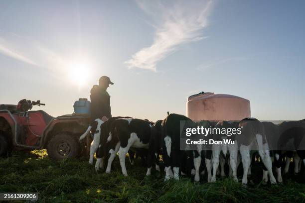 feeding the young dairy calves - gado holstein friesian imagens e fotografias de stock