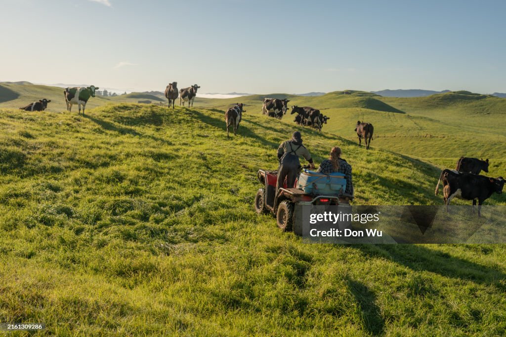 Young Farming Couple Herding Cows