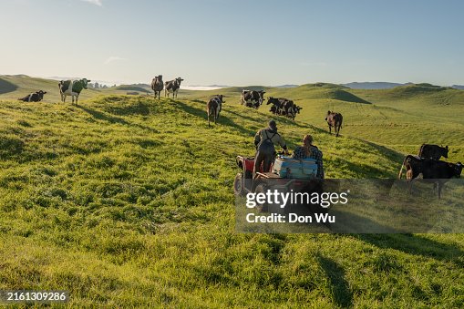 Young Farming Couple Herding Cows Young Farming Couple Herding Cows