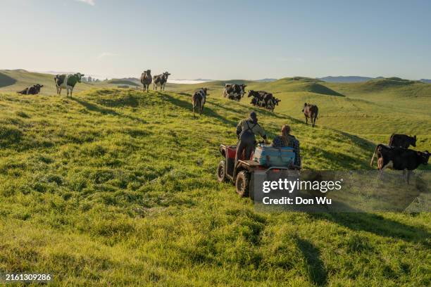 young farming couple herding cows - ko bildbanksfoton och bilder