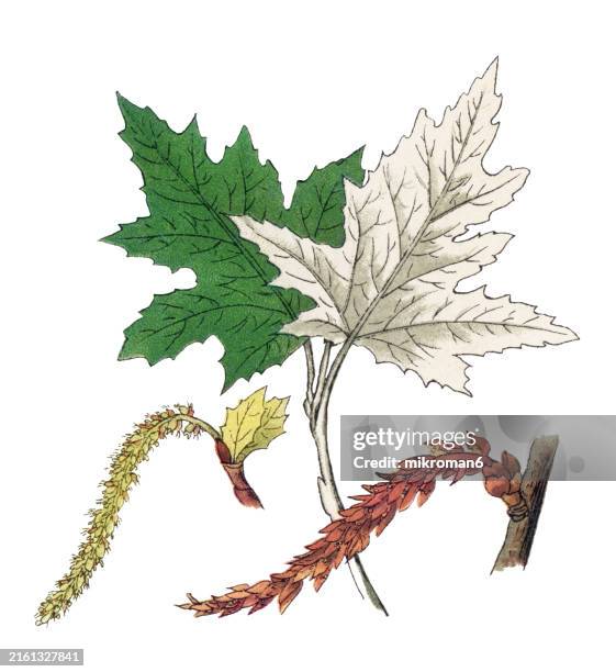 112 Silverleaf Tree Stock Photos, High-Res Pictures, and Images - Getty ...