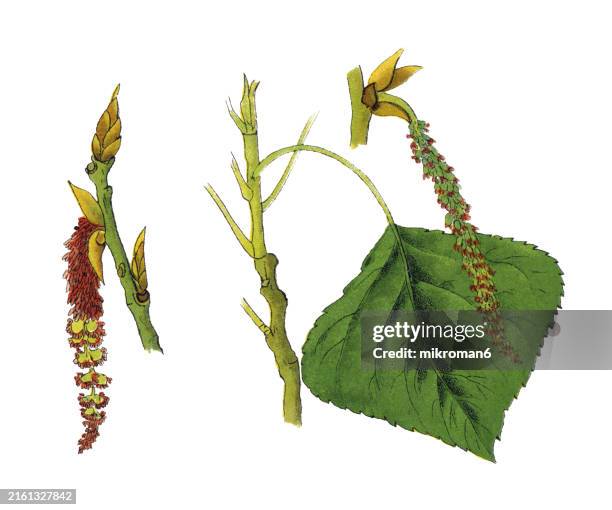 old chromolithograph illustration of botany, the black poplar (populus nigra) a species of cottonwood poplar, the type species of section aigeiros of the genus populus, native to europe, southwest and central asia, and northwest africa - botany stock pictures, royalty-free photos & images