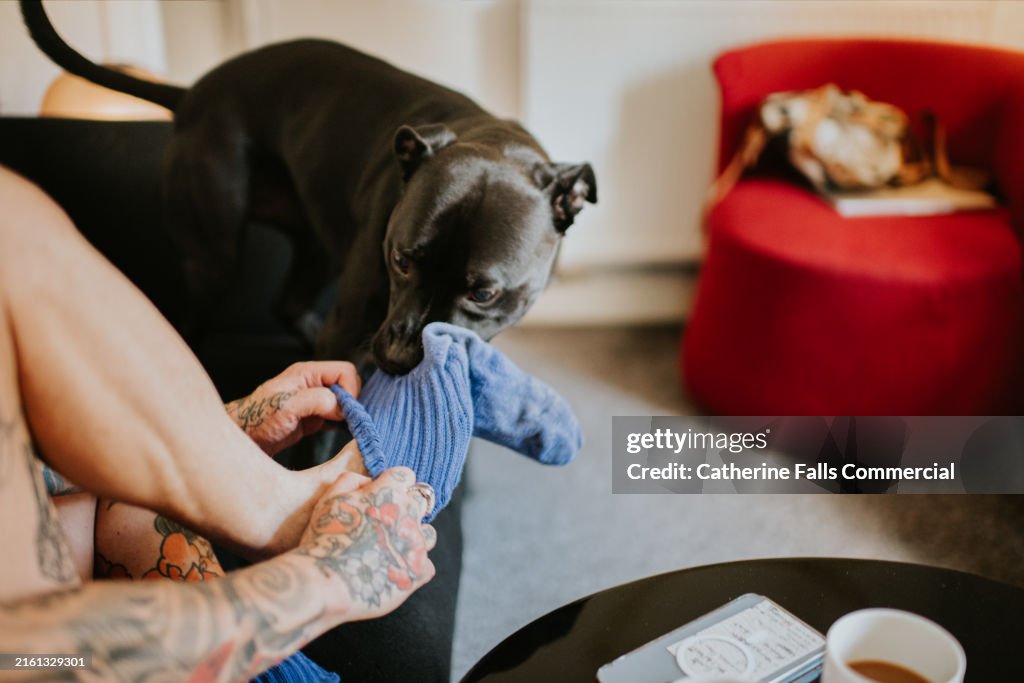 A mischievous dog tugs his owners blue sock