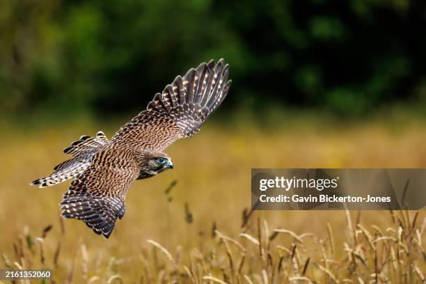 kestrel in flight - passaro-gaiola imagens e fotografias de stock