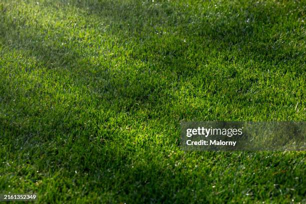 close-up of green lawn. - gras stock-fotos und bilder