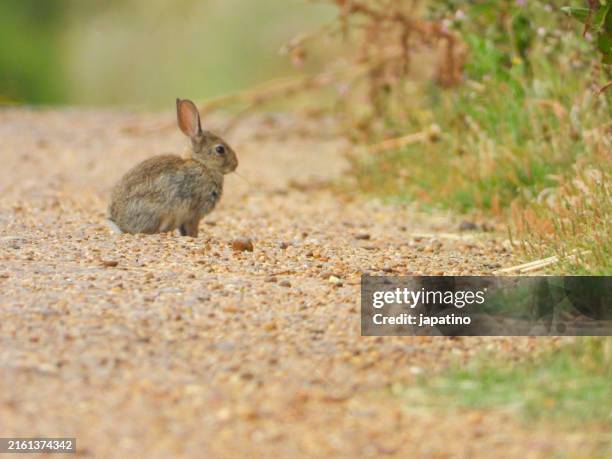 Field F Rabbits 5,636 Rabbit Field Stock Photos, High-Res Pictures, and Images - Getty ...