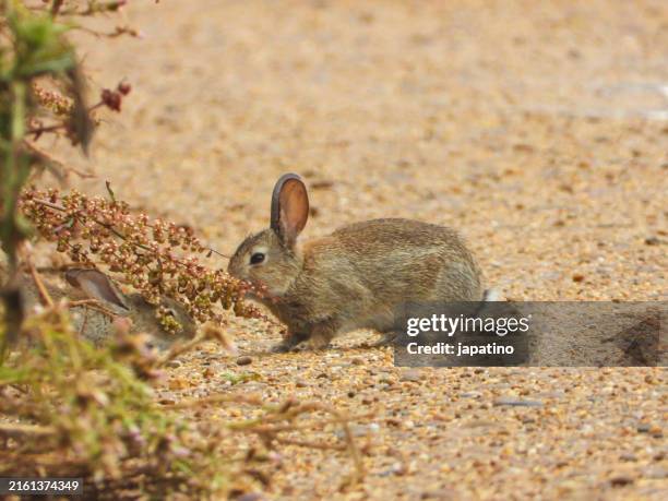 Field F Rabbits 5,636 Rabbit Field Stock Photos, High-Res Pictures, and Images - Getty ...