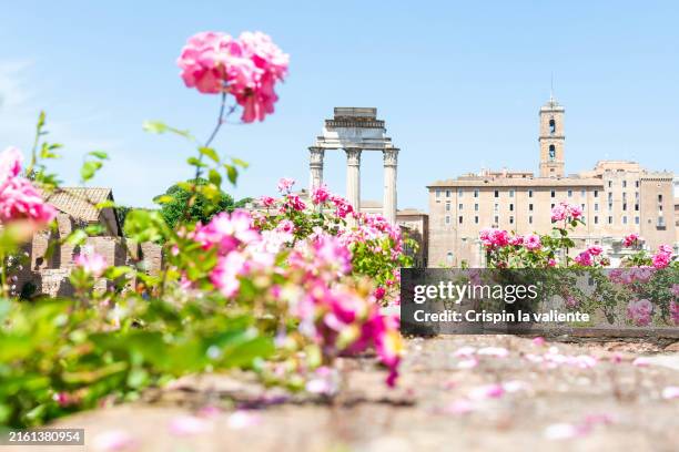 house of the vestal virgins, rose bushes in bloom, blue sky - romeinse rijk stockfoto's en -beelden