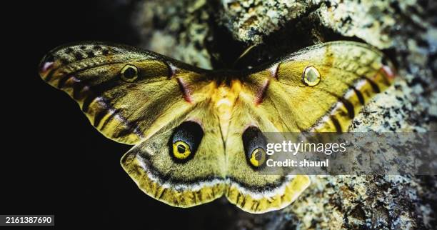 Polybuzz Moth 1,224 Night Moth Stock Photos, High-Res Pictures, and Images - Getty Images
