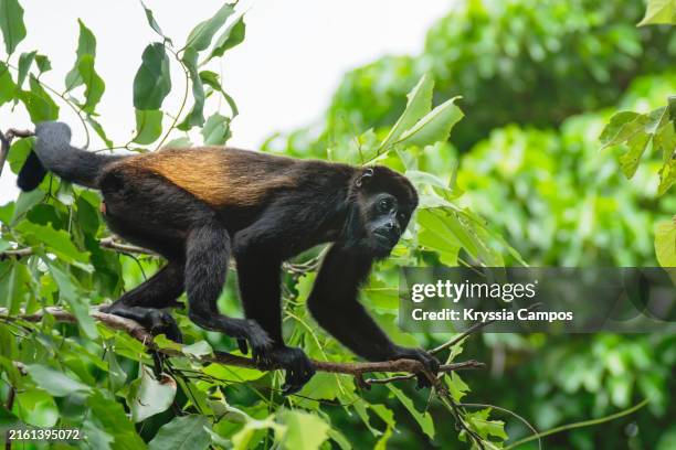 howler monkey walking on a branch amidst lush greenery - tortuguero fotografías e imágenes de stock