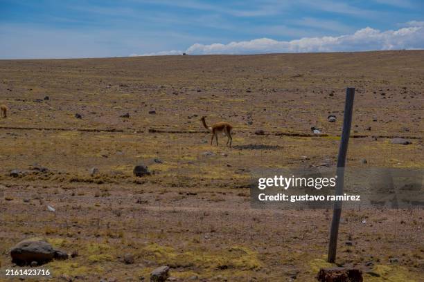 Herd Of Vicunas Grazing In The High Mountains Of Peru High-Res Stock Photo