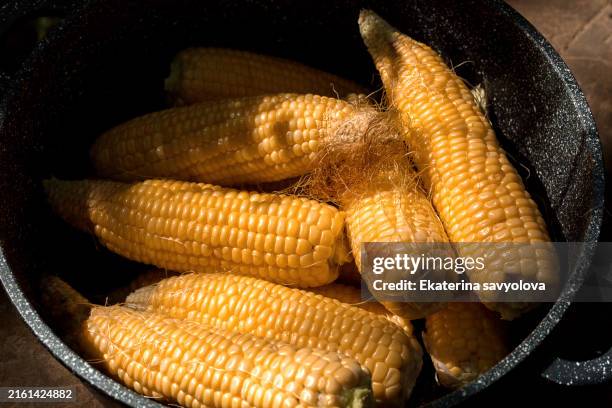ears of young corn. close-up. - agricultural field corn stock pictures, royalty-free photos & images