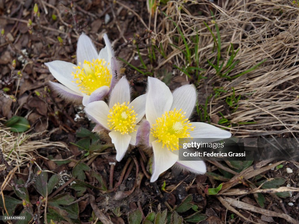 Spring Pasqueflower or Arctic Violet or Lady of the Snows (Pulsatilla vernalis) Flowering on Monte Teggiolo, Val Divedro, Ossola