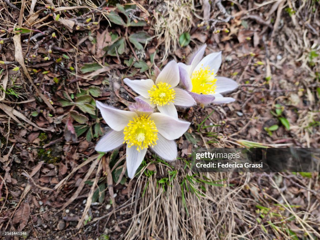 Spring Pasqueflower or Arctic Violet or Lady of the Snows (Pulsatilla vernalis) Flowering on Monte Teggiolo, Val Divedro, Ossola