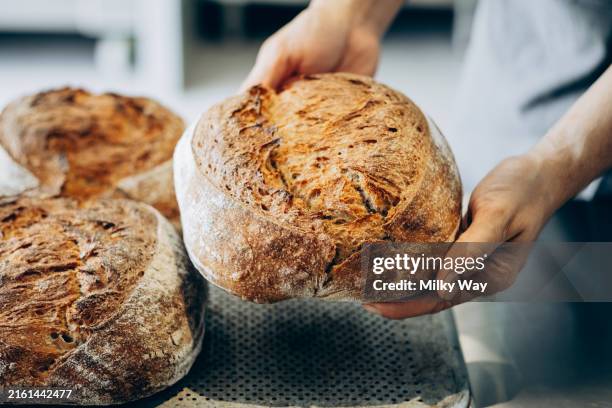 close-up of hands holding a freshly baked bread loaf with a golden crust, highlighting the art of breadmaking. - brotsorte stock-fotos und bilder