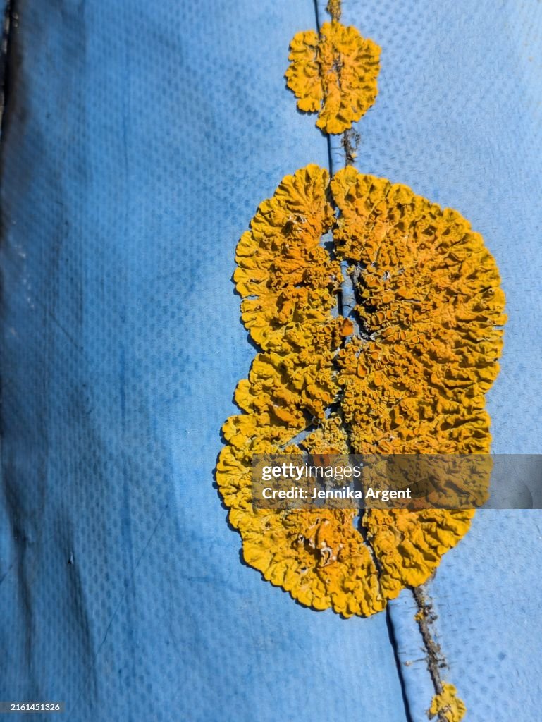 Yellow lichen growing on a blue background