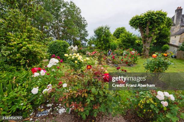 rose garden in loire valley - jardín de rosas fotografías e imágenes de stock