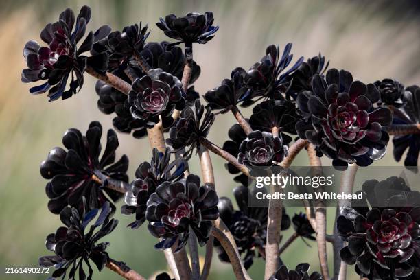 tree aeonium (aeonium arboreum) - aeonium stock pictures, royalty-free photos & images