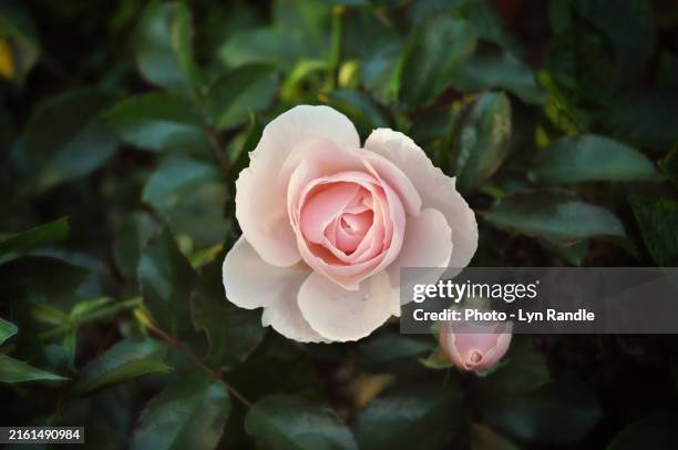 lyn randle perfectly formed pink rose. - englischer garten stock-fotos und bilder