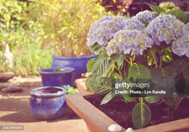 lyn randle pale blue hydrangeas in large plant pots in english garden. - englischer garten stock-fotos und bilder