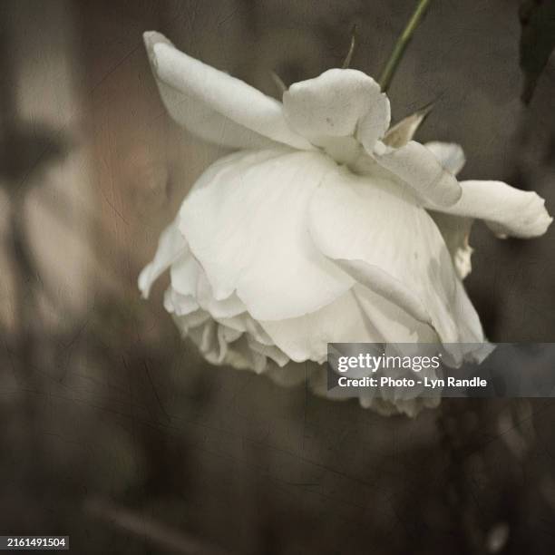 lyn randle drooping white rose in b&w. - englischer garten stock-fotos und bilder