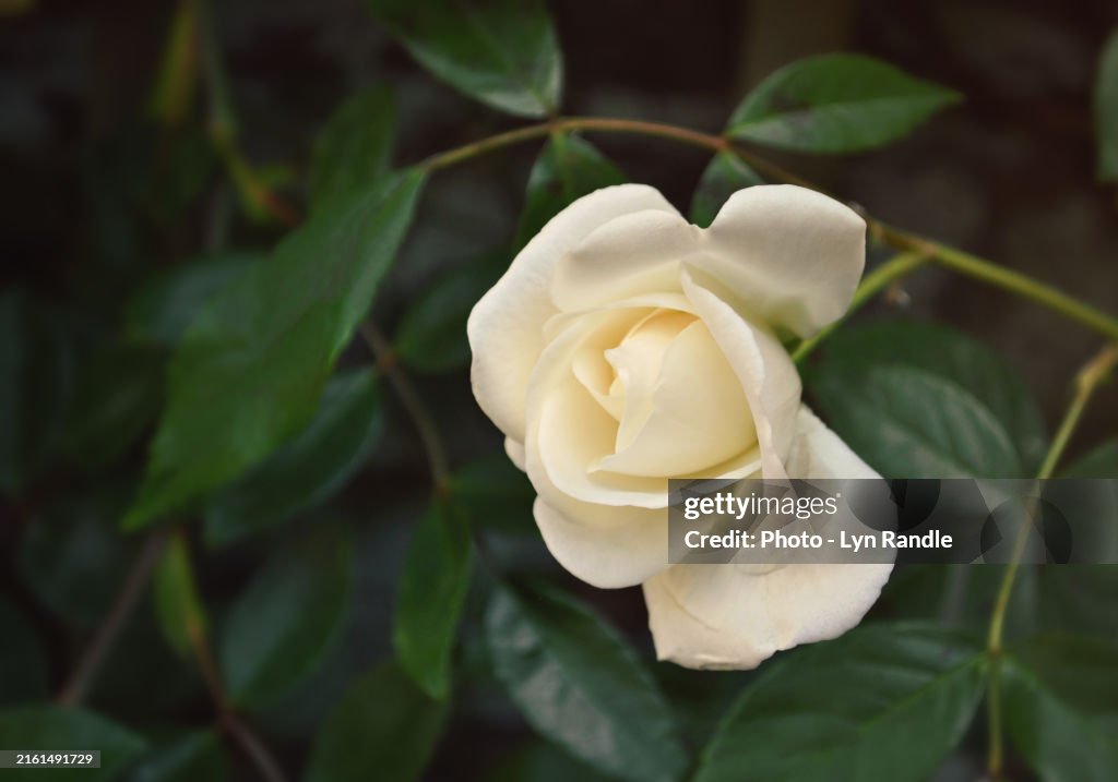 Lyn Randle Creamy white single english rose surrounded by dark green leaves within rose bush.
