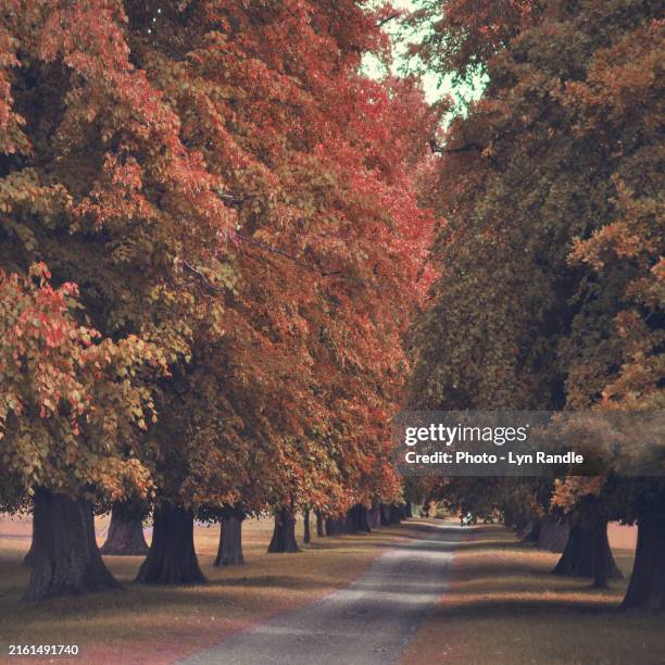 41,860 Quercus Species Stock Photos, High-Res Pictures, and Images ...