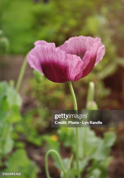 lyn randle close up of pink poppy - englischer garten stock-fotos und bilder