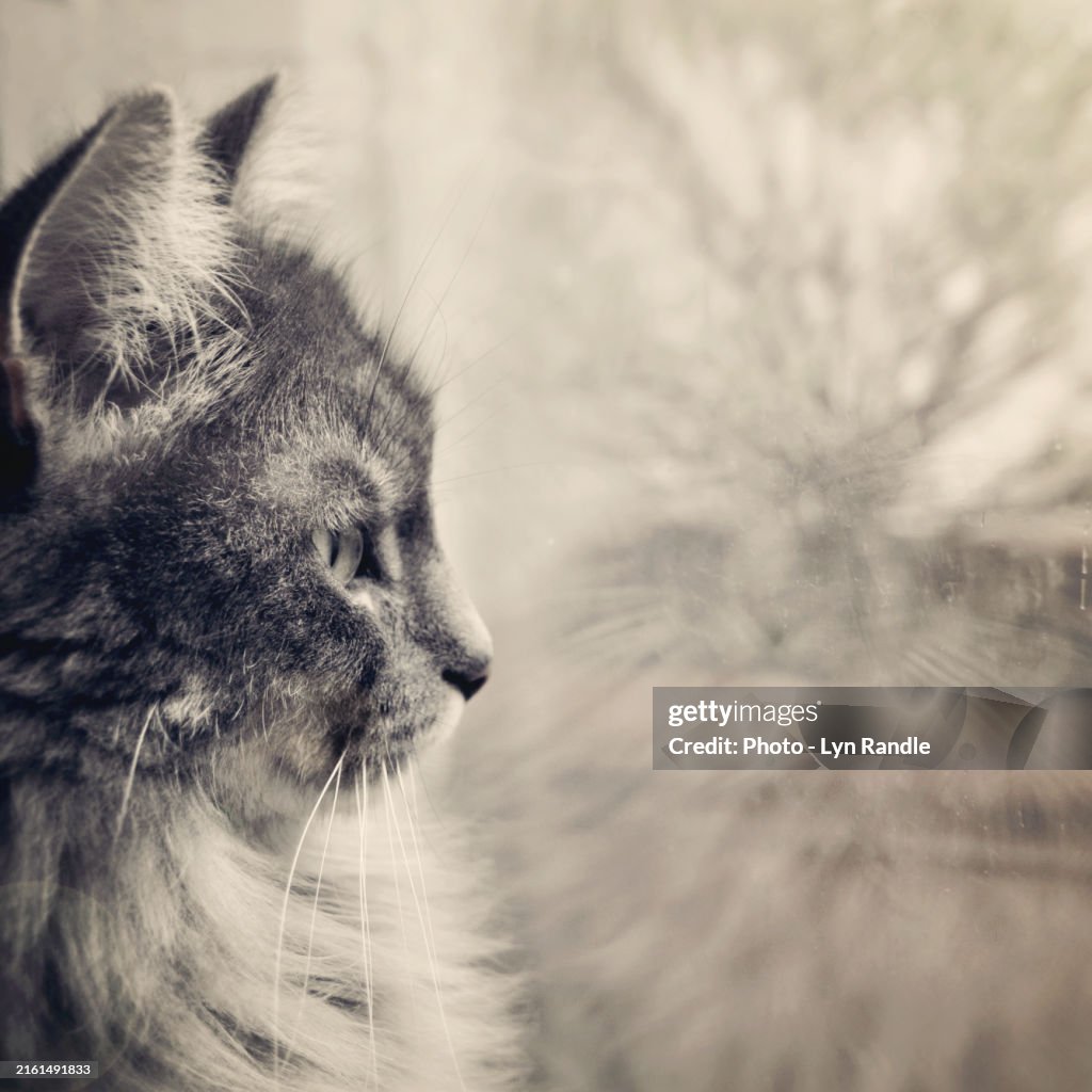 Black and white English Blue long haired cat close up of face gazing out of window