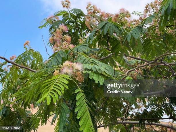 persian silk tree (albizia julibrissin) - wattle flower stock pictures, royalty-free photos & images