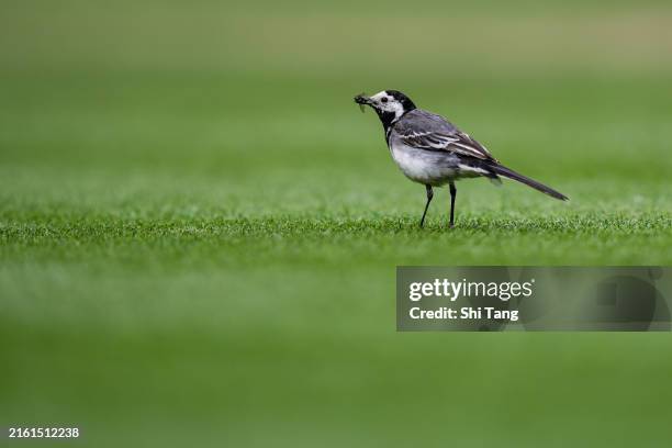 Pied wagtail is seen on Court One during day eight of The Championships Wimbledon 2024 at All England Lawn Tennis and Croquet Club on July 08, 2024...