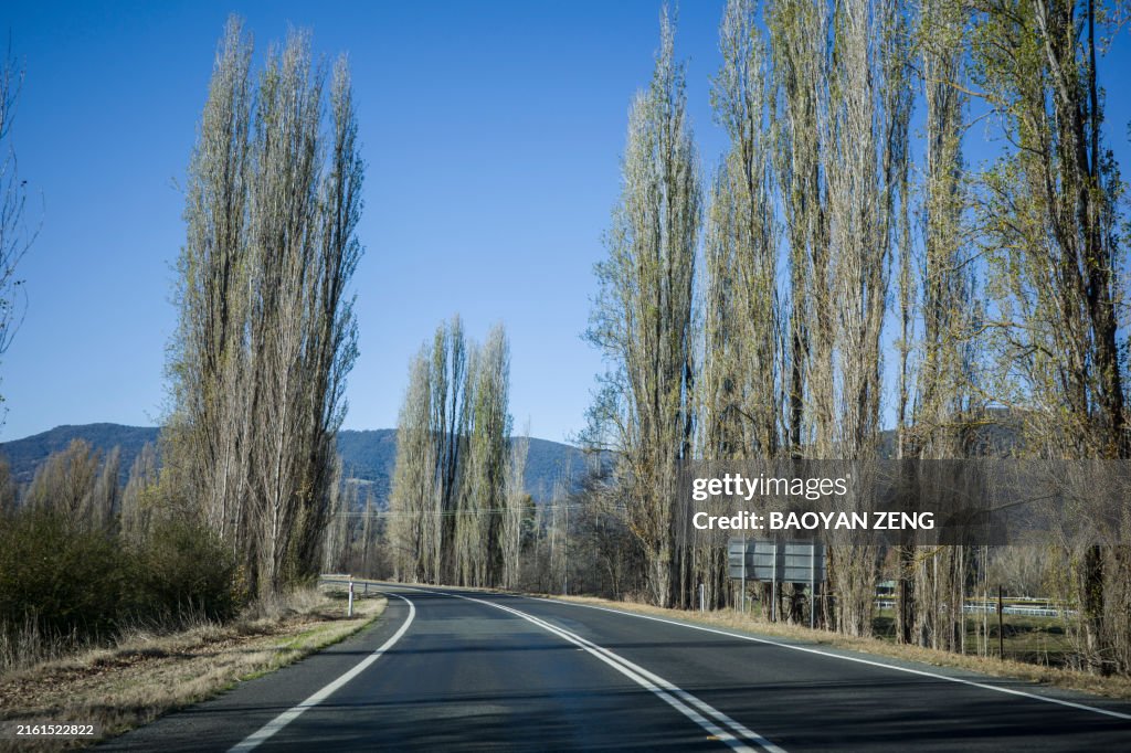 Mountain, Road and Line of bare trees under a blue sky