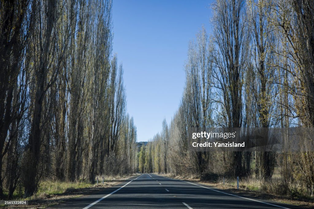 Road and Line of bare trees under a blue sky