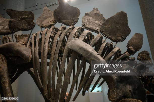 Close up of a virtually complete Stegosaurus fossil on display at Sotheby’s on July 10, 2024 in New York City. 'Apex,' the finest Stegosaurus...