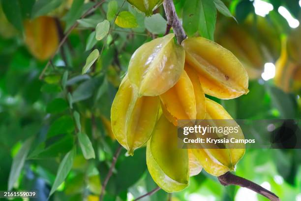 File Star Fruit 361 Star Fruit Season Stock Photos, High-Res Pictures, and Images ...