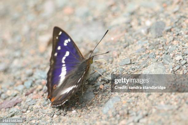 a rare male purple emperor butterfly, apatura iris, feeding on minerals on the ground in woodland. - emperor stock pictures, royalty-free photos & images