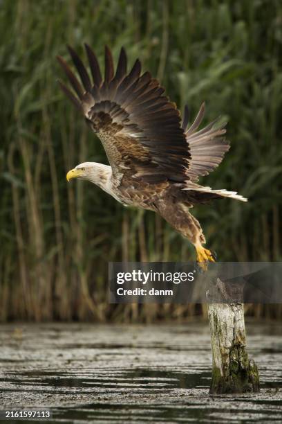 white tailed eagle in wild nature - carnivorous stock pictures, royalty-free photos & images