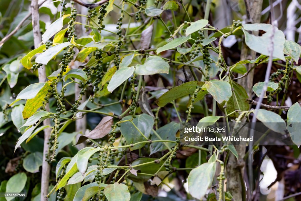 Black Pepper Vines with Unripe Peppercorns