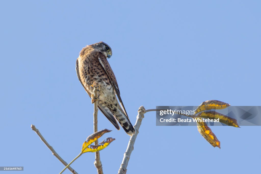 Malagasy Kestrel
