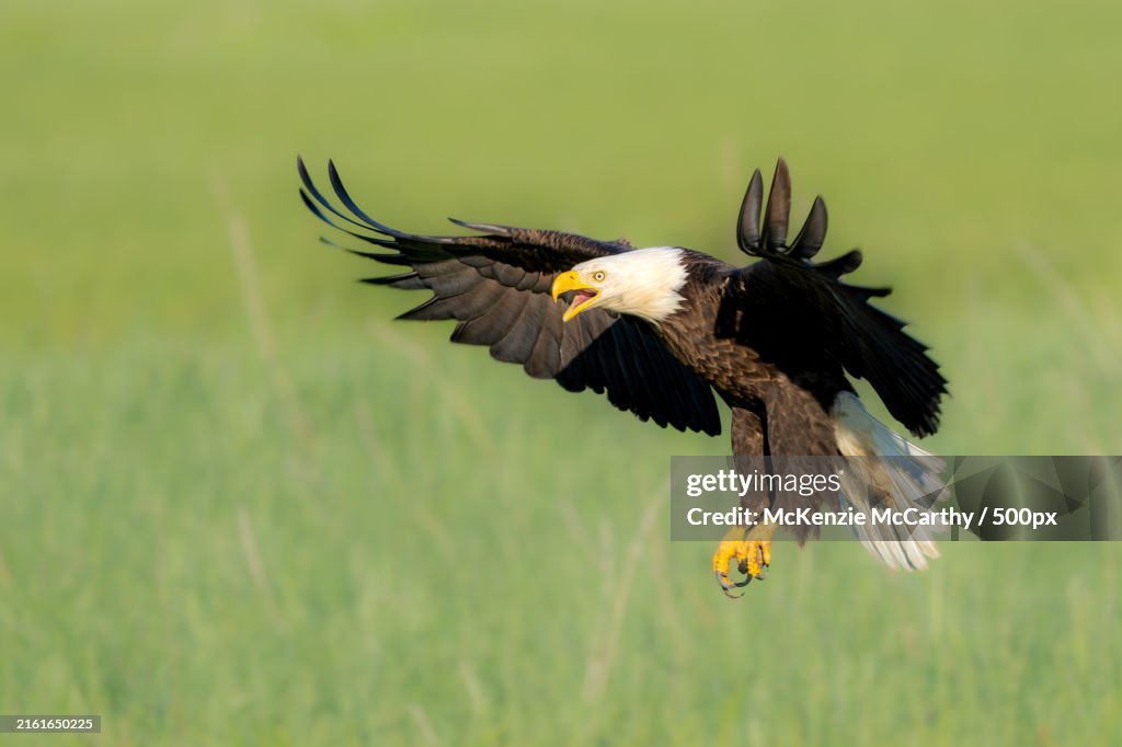 Close-up of white flying over field,Anchor Point,Alaska,United States,USA