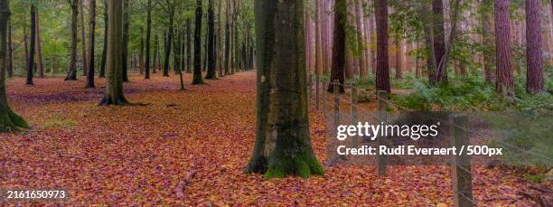 266 Everaert Stock Photos, High-Res Pictures, and Images - Getty Images