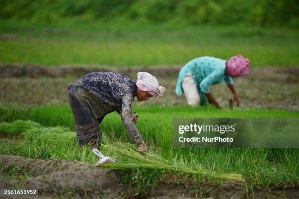 Pickiung Ricer A woman is picking rice saplings prior to replanting them in a paddy ...