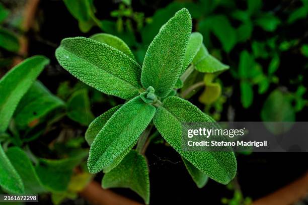 sage plant leaves from above, close-up detail - sage stock pictures, royalty-free photos & images