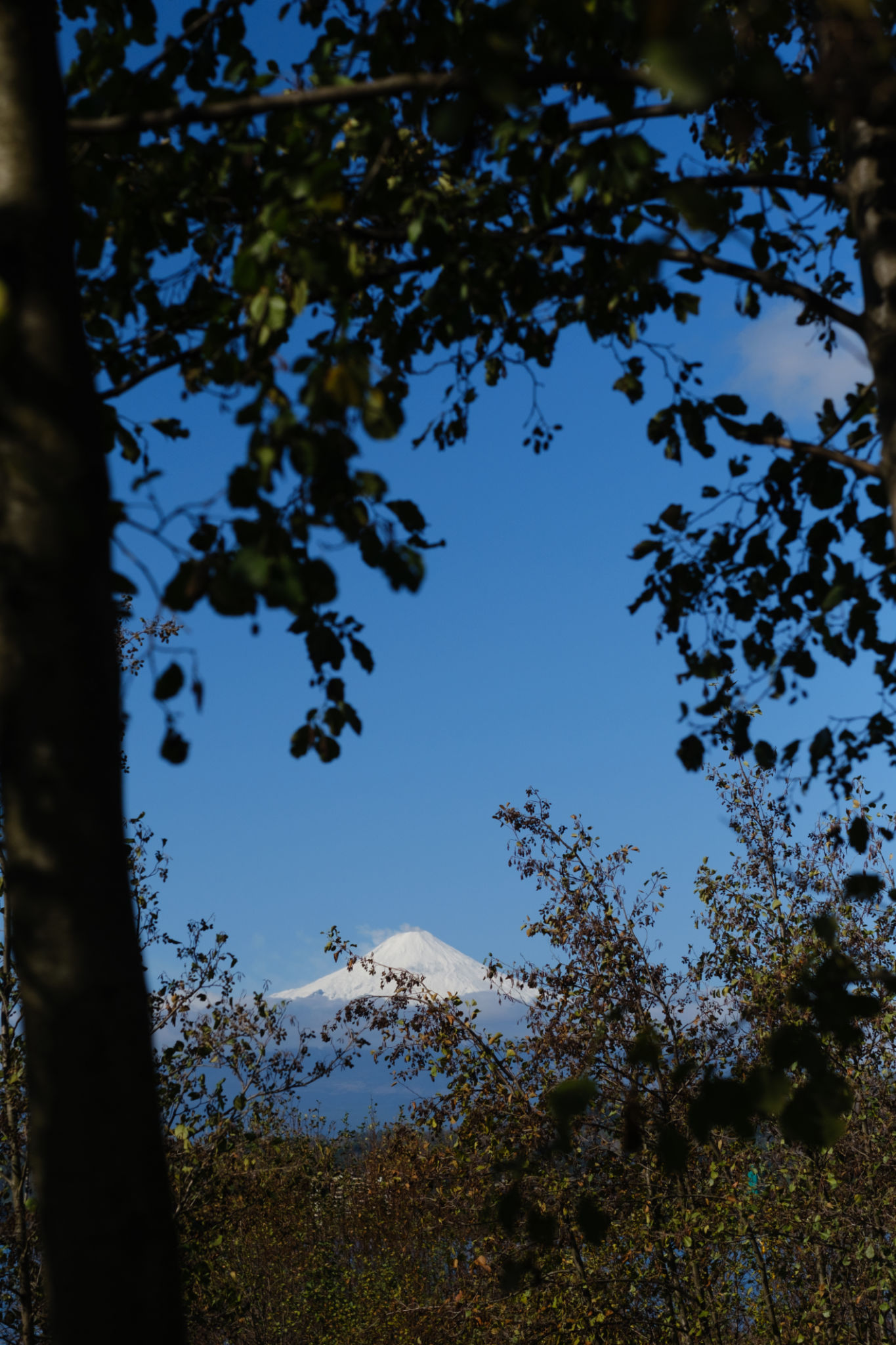 mt fuji wedding