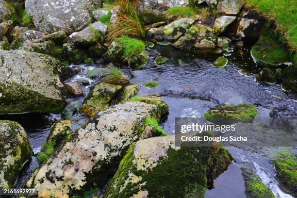 moss covered rocks in a small stream - car blinker stock pictures, royalty-free photos & images
