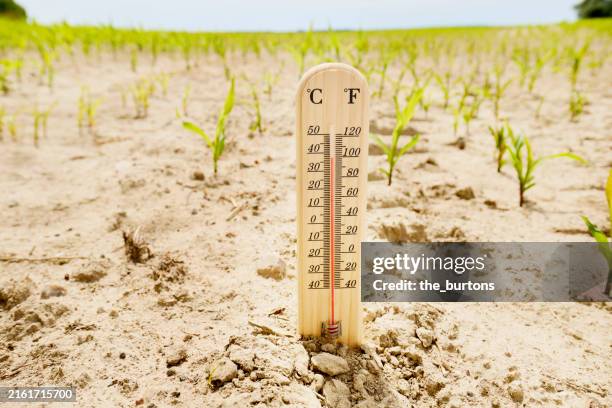 thermometer at agricultural field with dry soil and small plants - changement climatique photos et images de collection