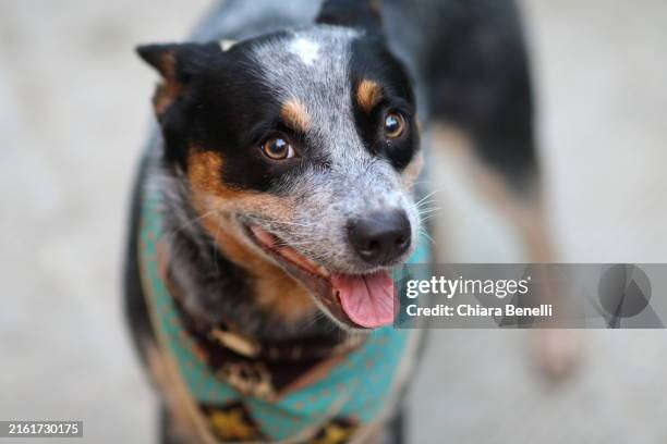 australian cattle dog - australian cattle dog stock pictures, royalty-free photos & images