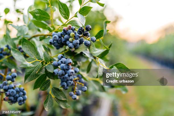 arándanos en una rama en un campo agrícola - arándano fotografías e imágenes de stock