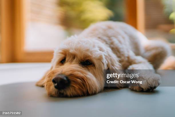 tired goldendoodle dog resting on the living room floor - dog stock pictures, royalty-free photos & images