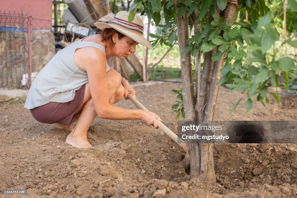 Mature farmer lady hoeing the root of the apple tree